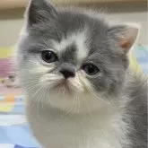 エキゾチックショートヘア