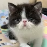 エキゾチックショートヘア