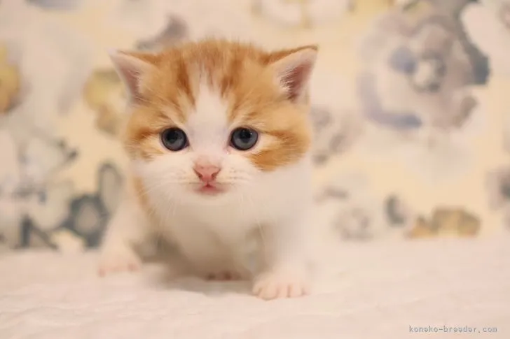 ID：2111-00500の子猫