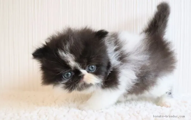 ID：1909-01229の子猫