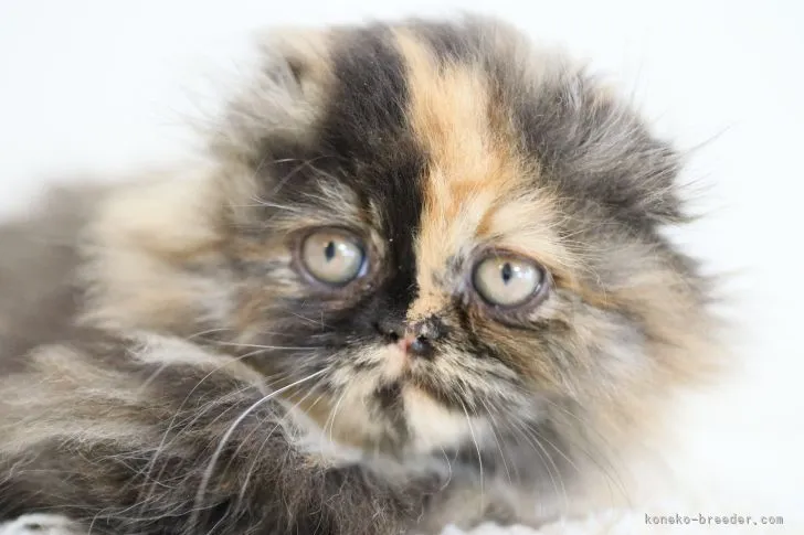 ID:2204-00376の子猫