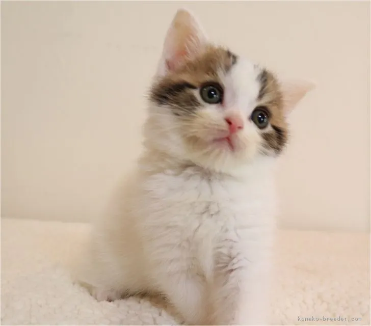 ID:1805-00314の子猫