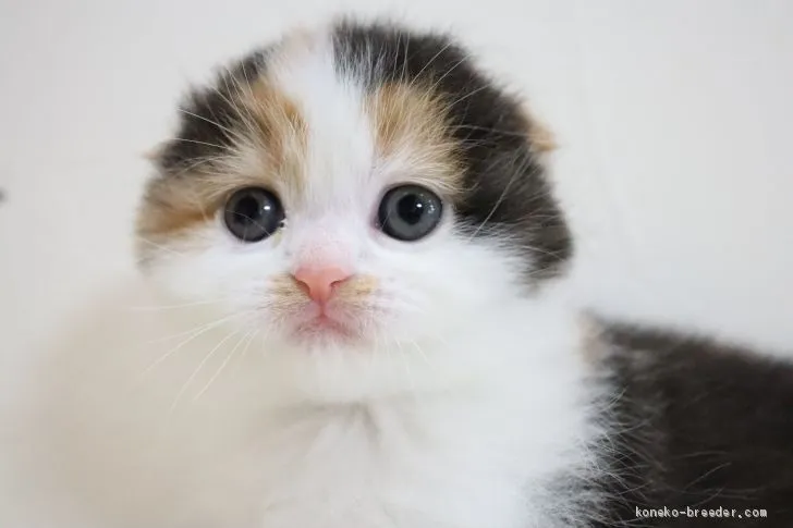 ID:2103-00823の子猫