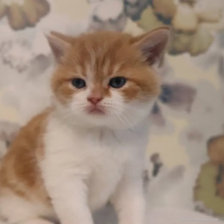 ID：2309-01542の子猫