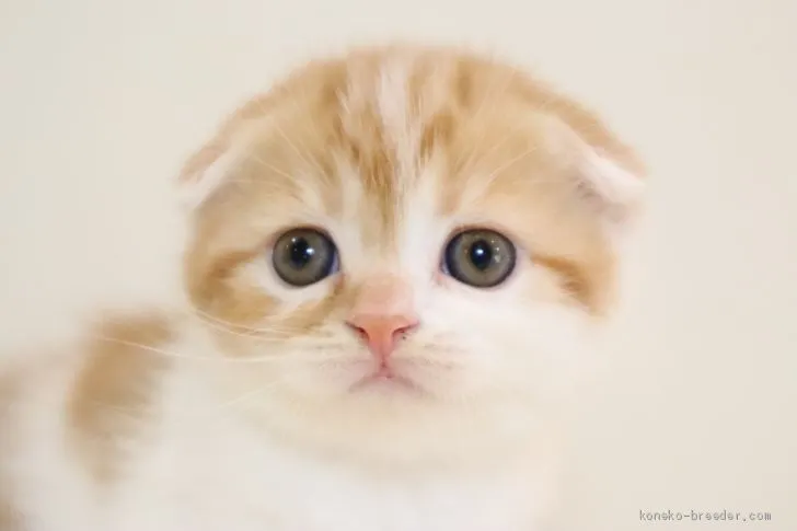 N.Y 様のお迎えした子猫