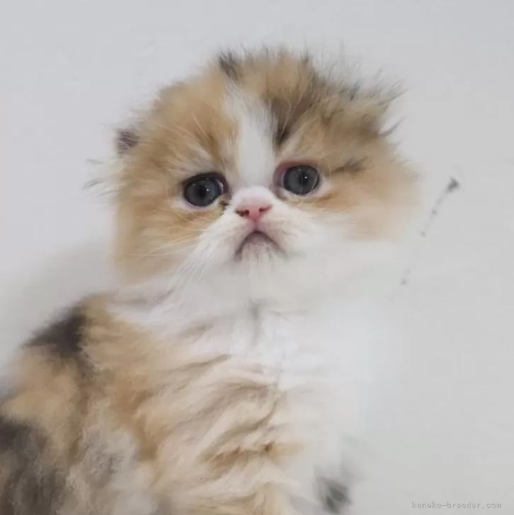 ID:2405-03782の子猫