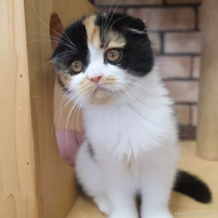 ID：2404-01481の子猫