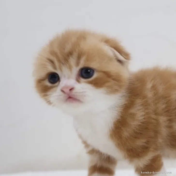 ID:2308-01031の子猫