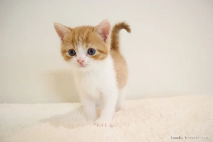 ID：1809-00009の子猫