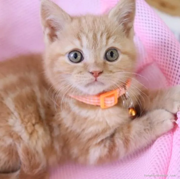 ID：2212-01267の子猫