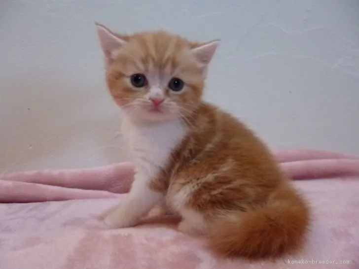 ID：1711-00114の子猫