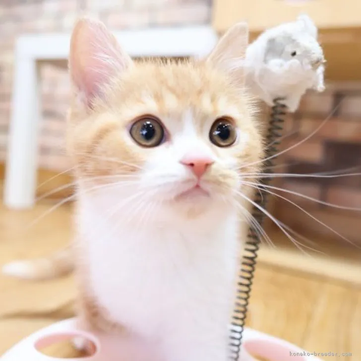 ID：2302-01045の子猫