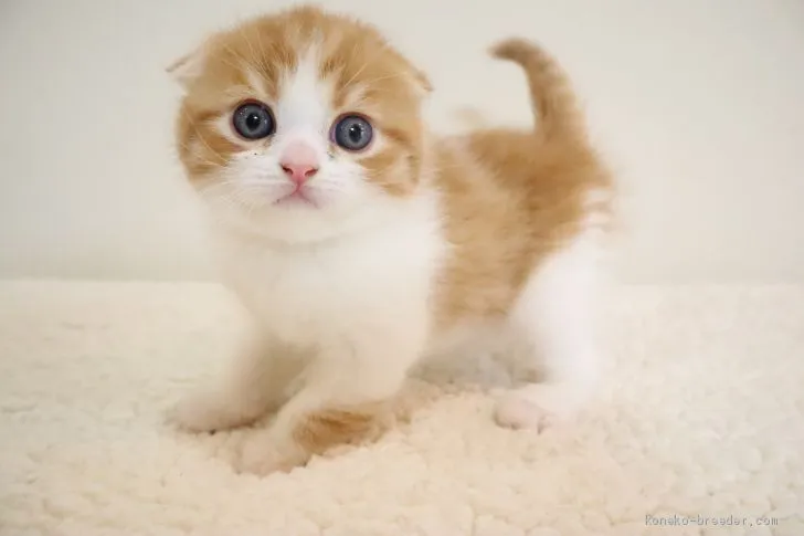 くーちゃん 様のお迎えした子猫