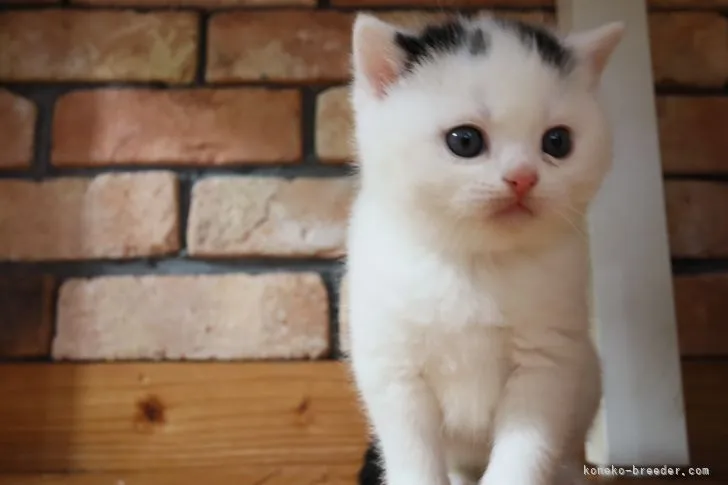 ID：2203-01081の子猫