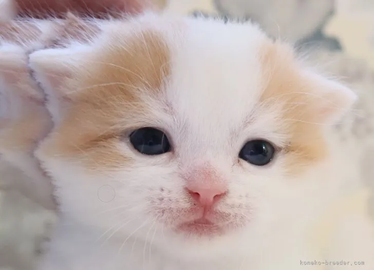 ID：2203-01301の子猫