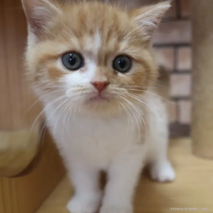 ID:2309-01535の子猫