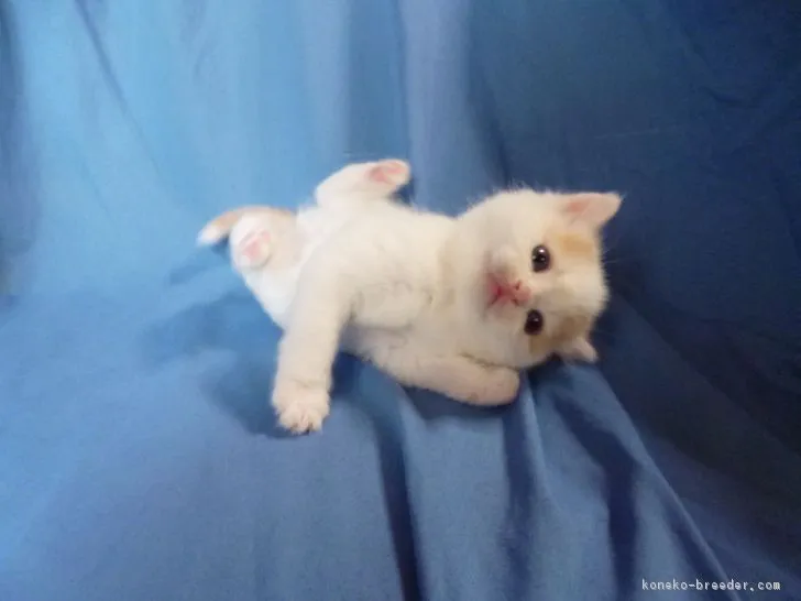 tink 様のお迎えした子猫