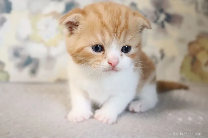 ID：2004-00827の子猫