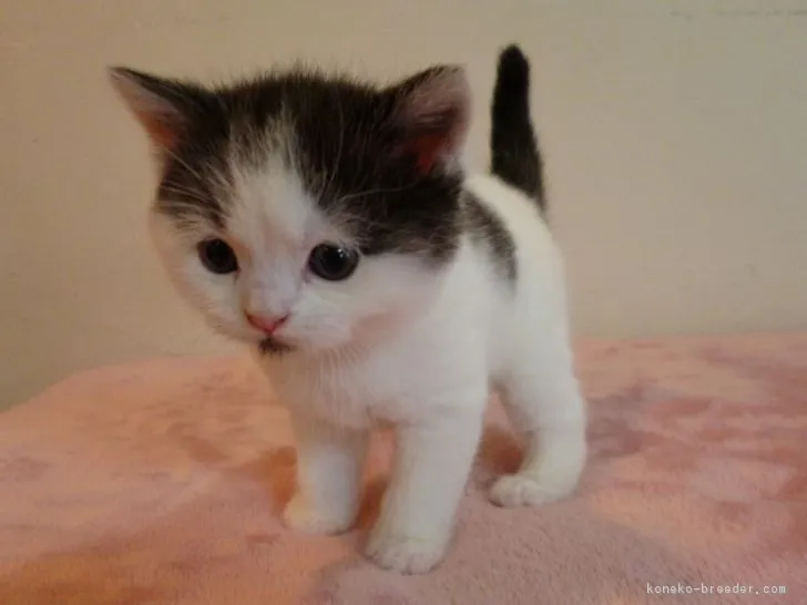 ID:1803-00891の子猫
