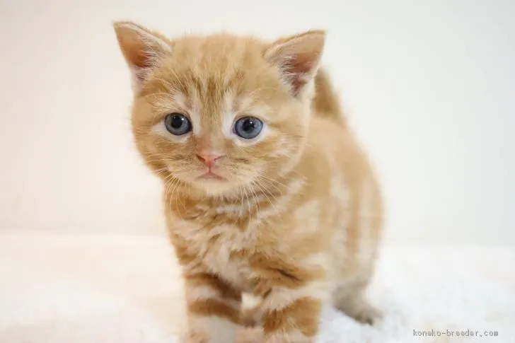 ID：2010-01629の子猫