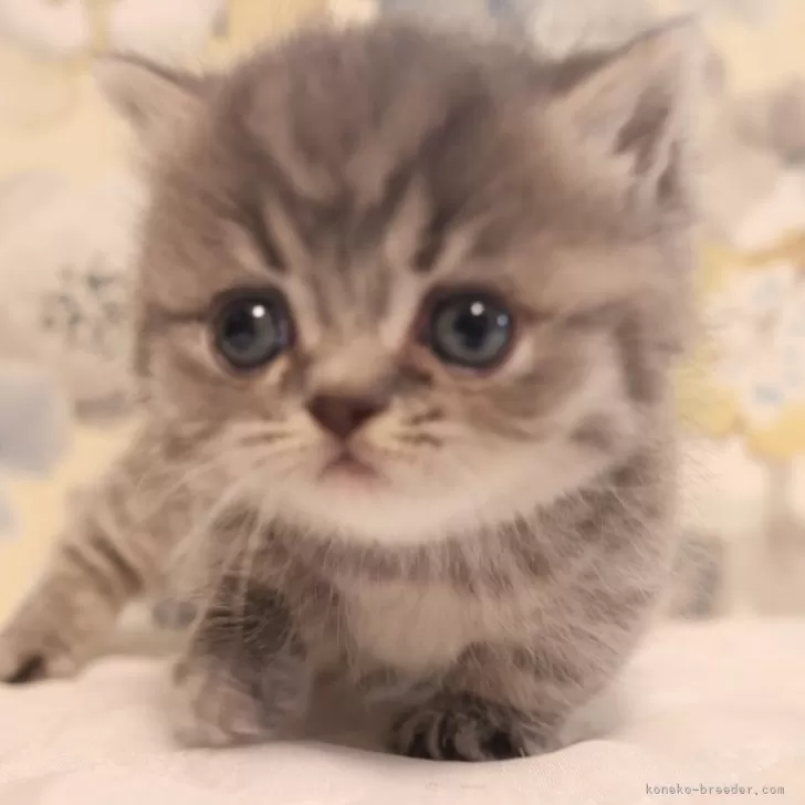ID:2402-00009の子猫