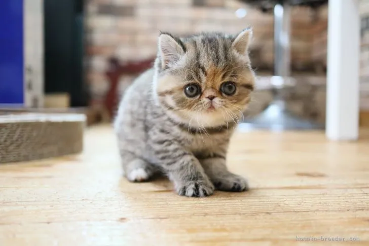 ID:2204-00985の子猫