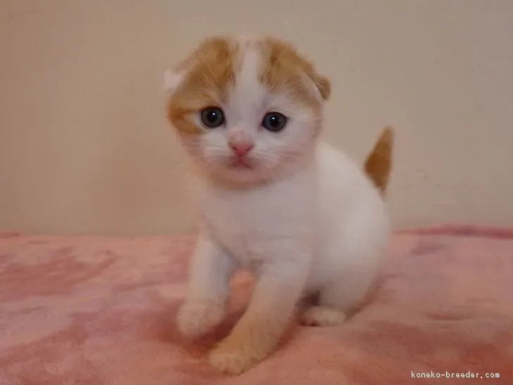 ID:1803-00889の子猫