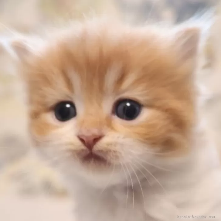 ID：2312-01781の子猫