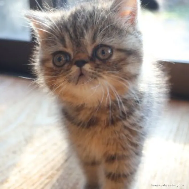 ID：2310-00886の子猫