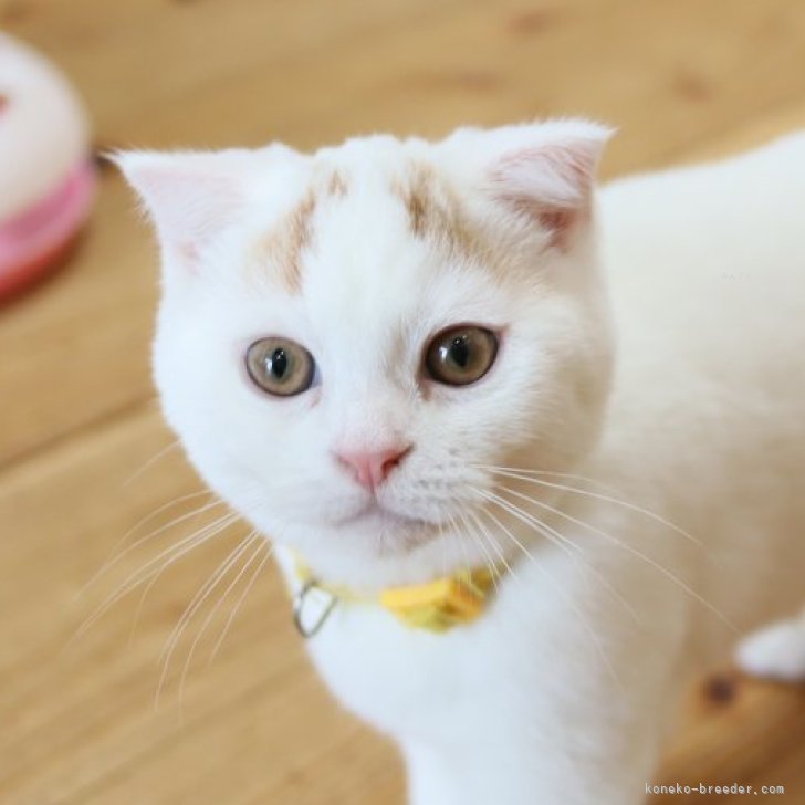 H.T 様のお迎えした子猫