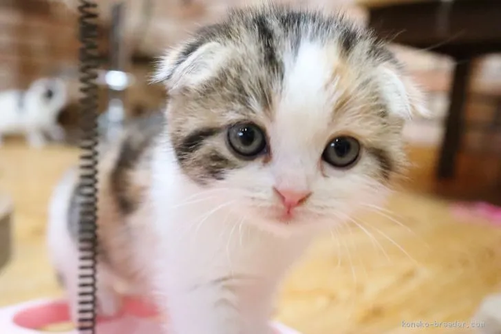 ID：2011-01243の子猫