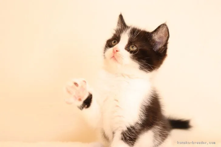 ID：1804-00515の子猫