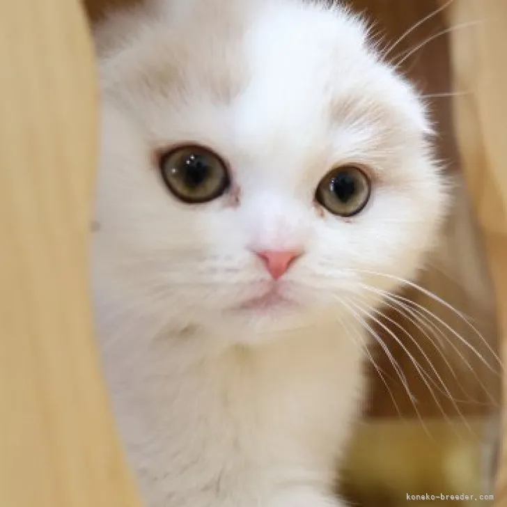 ID:2303-02053の子猫