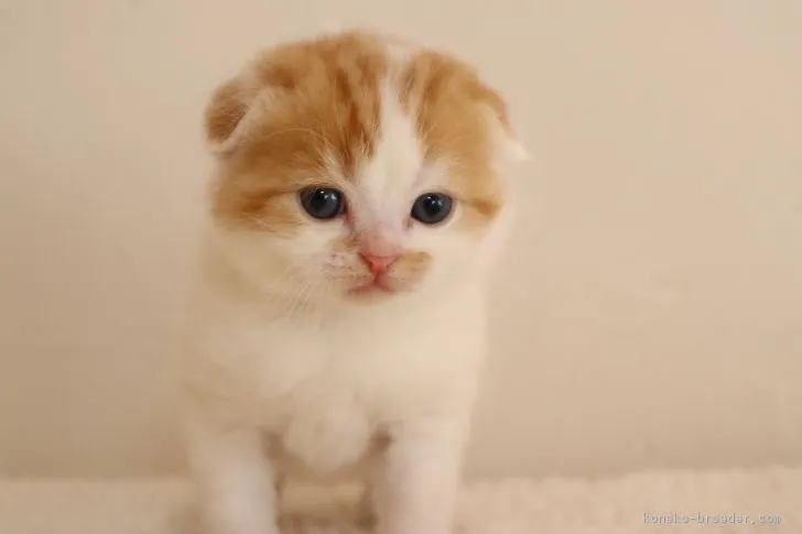 ID:1903-01680の子猫