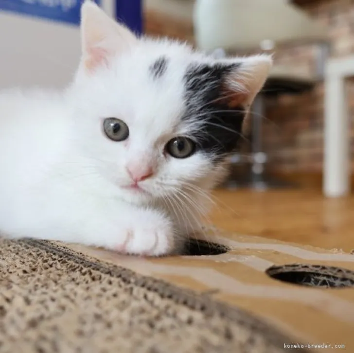 ID：2305-02209の子猫