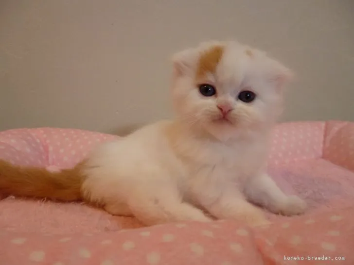 ID:1705-01132の子猫