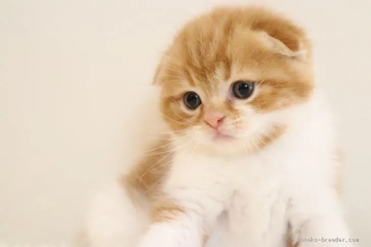 おかちゃん 様のお迎えした子猫