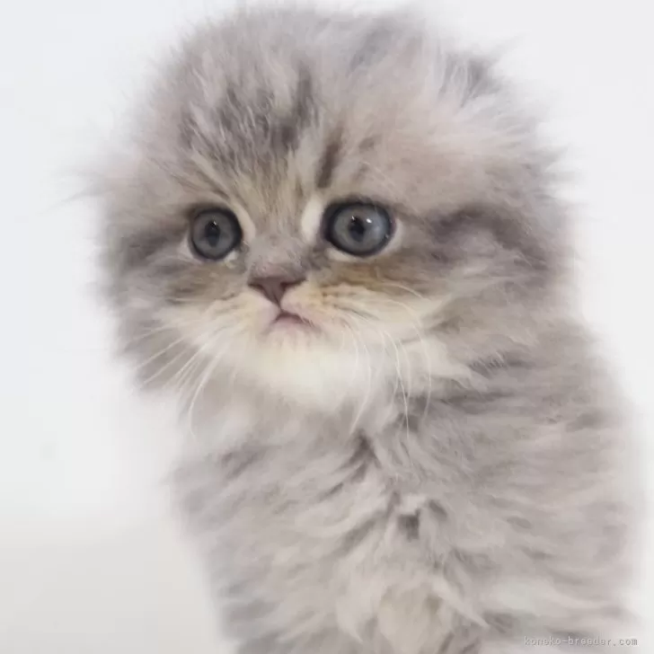 ID：2405-03780の子猫