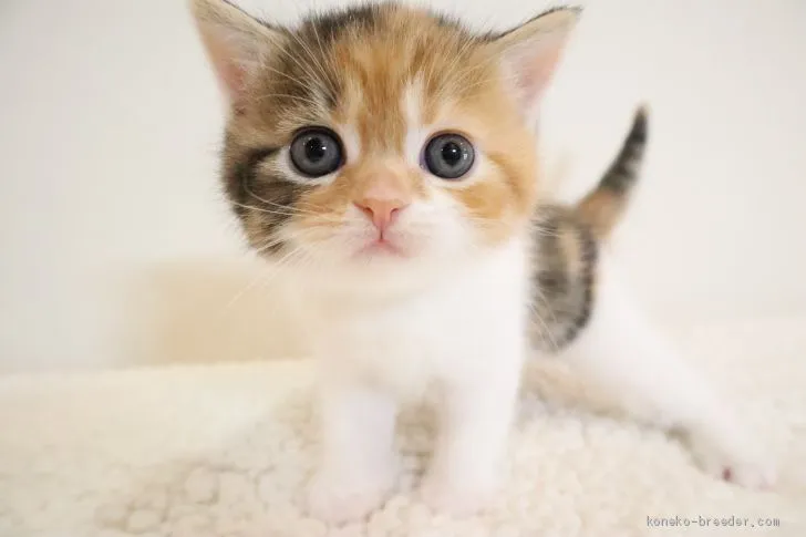 N.S 様のお迎えした子猫