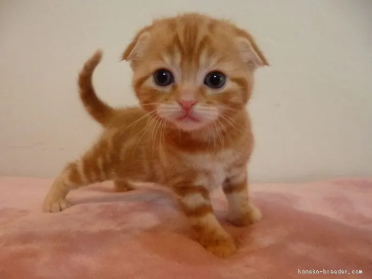 ID:1804-00209の子猫