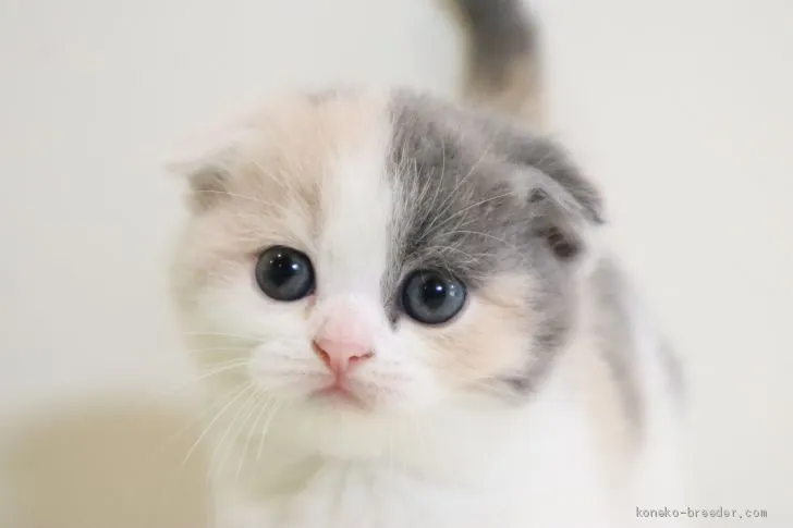 MAXY 様のお迎えした子猫