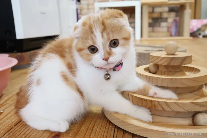 ID：2203-01678の子猫