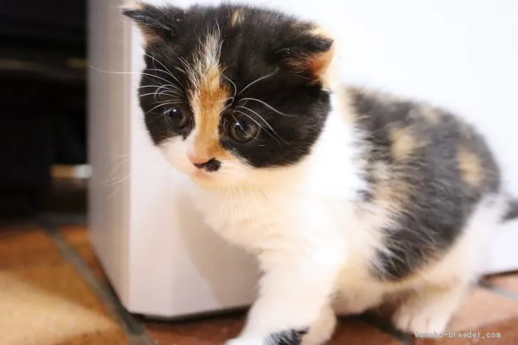 ID：2003-00128の子猫