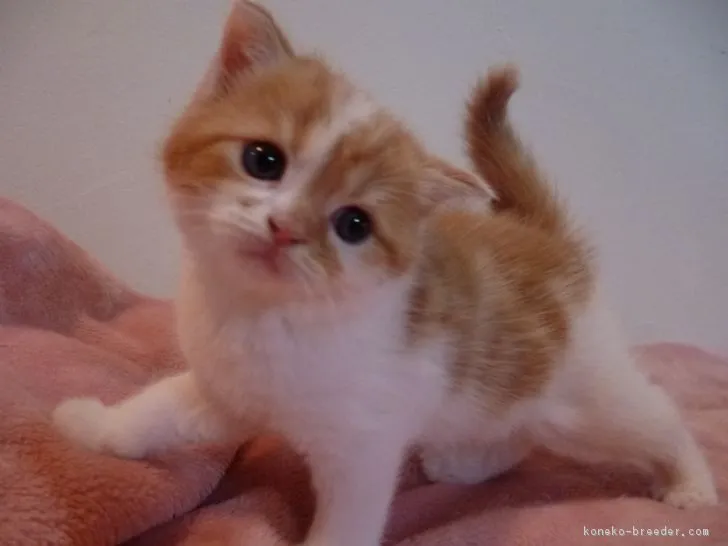 ID：1707-00453の子猫