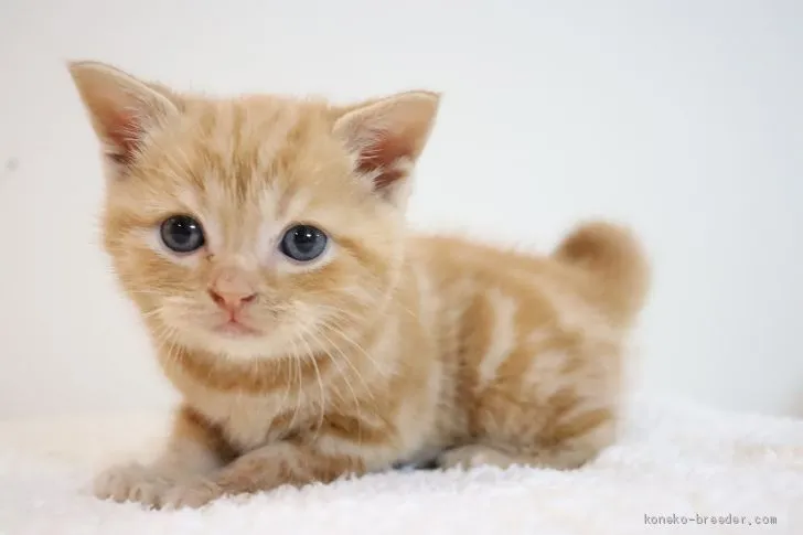 ID：2010-01627の子猫