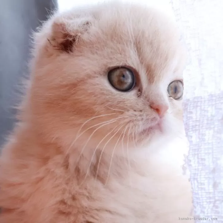 ID:2404-01473の子猫