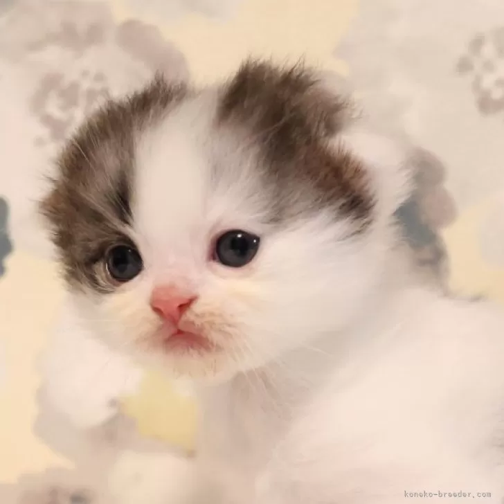 ID:2411-01538の子猫
