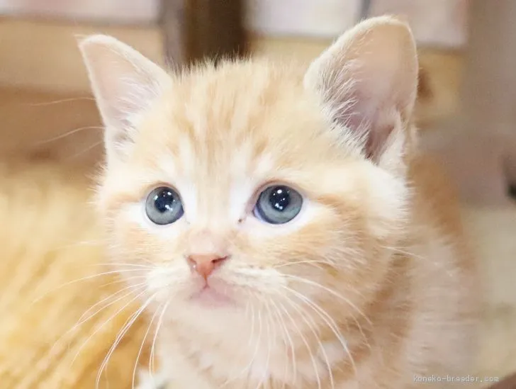ID：2010-01628の子猫