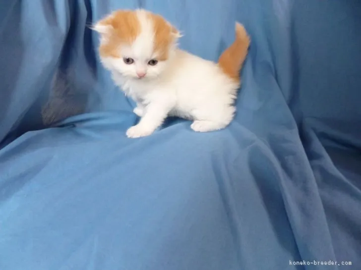 ID:1705-01361の子猫