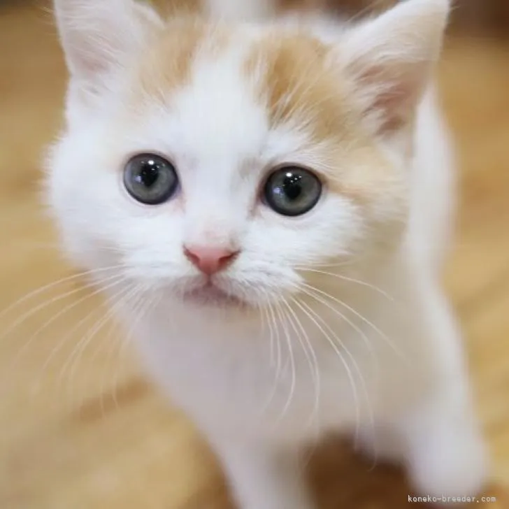 ID：2212-01266の子猫